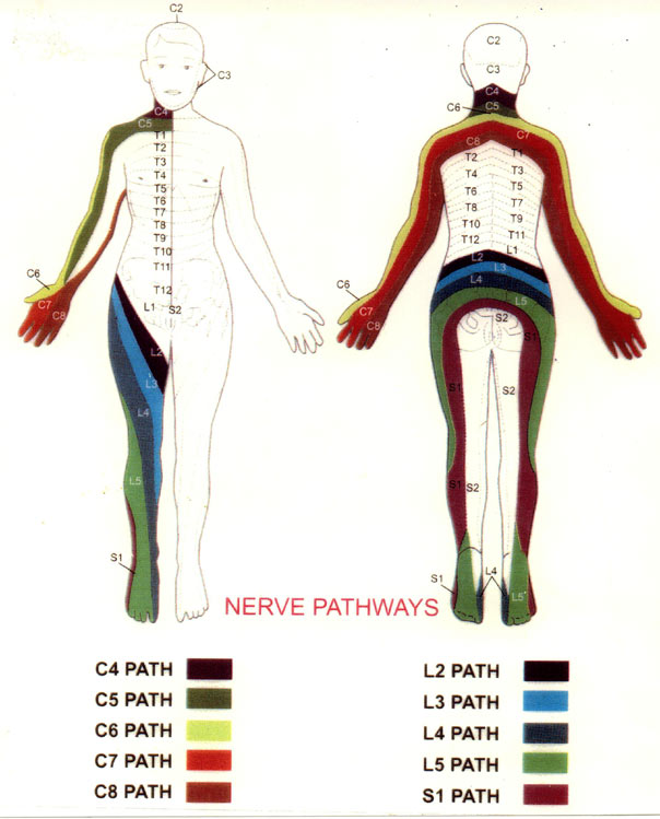 nerve pathways